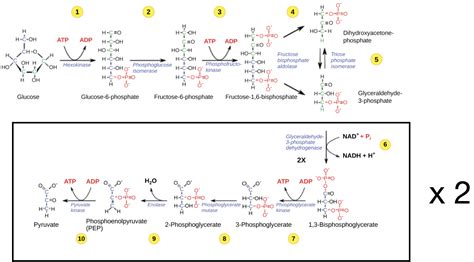 23 2 Glycolysis College Biology I