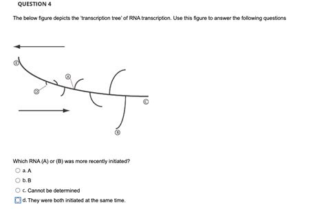 Solved The Images Shown Depict The Initiation And Elongation Chegg