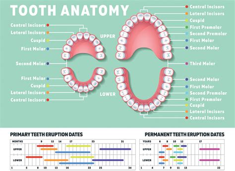 How Many Teeth Does A Human - TeethWalls