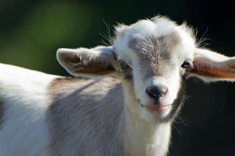 Smiling Goat From Fb Goats Are Awesome Cute Goats Baby Goats Cute