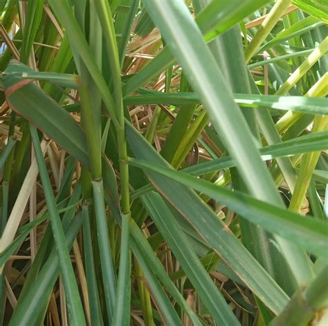 Lemon Grass Fever Grass Citronella Cymbopogan Citratus Etsy