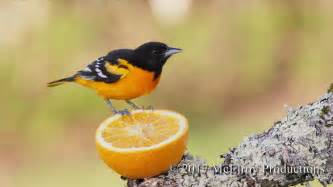 Baltimore Orioles At Oranges In Maine Youtube