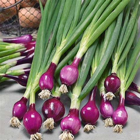 MPB11 Red Purplette Onion Seeds Mini Onion Purple Onion 50 Thru 1,000 ...