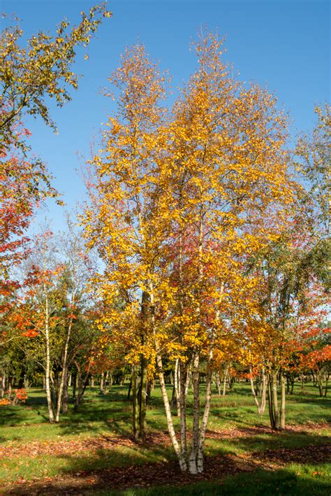 Betula Pendula B Alba B Verrucosa So Peyzaj Proje Ve Danışmanlık