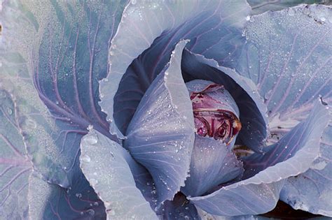370 Purple Kale Photos Stock Photos Pictures And Royalty Free Images