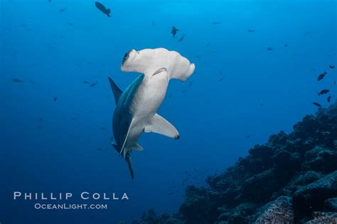 Scalloped Hammerhead Shark Sphyrna Lewini Wolf Island Galapagos