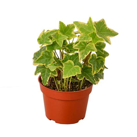 English Ivy Gold Child Hedera Helix Plant In 4 In Grower Pot 4ivy