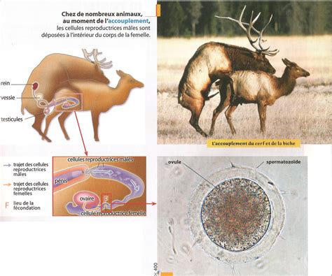 SVT Navarro 4ème Chapitre 4 Reproduction des espèces et maintien