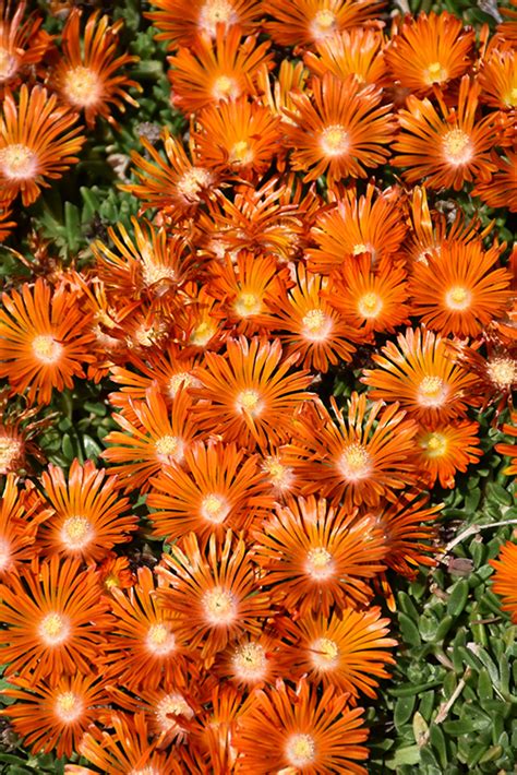 Ocean Sunset Orange Vibe Ice Plant Delosperma T18 2 In Boston