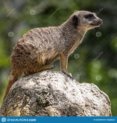 Meerkat Suricata Suricatta Sitting On A Stone And Looking Into The