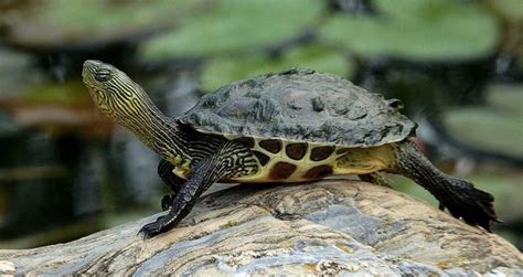 Les Esp Ces De Tortues Id Ales Pour D Buter Tortue Esp Ces Animaux