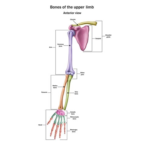 Upper Extremity Bones