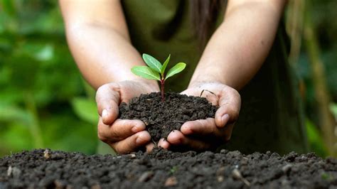 Acciones Para Cuidar El Medio Ambiente Vidaverde