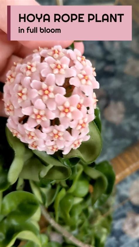 How to get a hoya to bloom & my tips for encouraging flowering ...