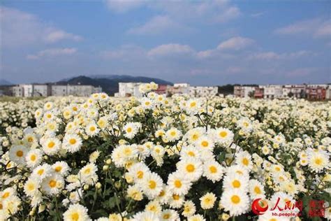 发现湖北麻城之美：探索福田白菊之乡麻城市麻城凤凰资讯