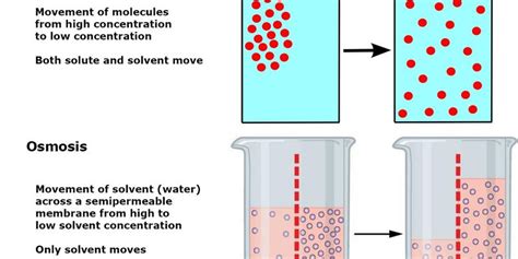 Perbedaan Difusi Dan Osmosis