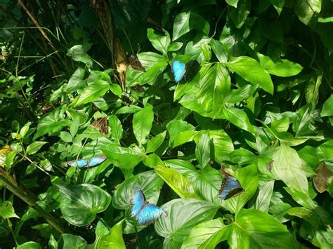 Mariposario La Casa De La Morpho Azul Guacima 2021 All You Need To