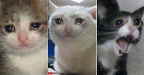 Create meme "cat, crying cat, weeping cats" - Pictures - Meme-arsenal.com