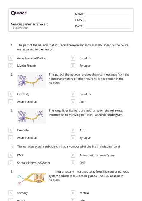 The Nervous And Endocrine Systems Worksheets For Th Year On