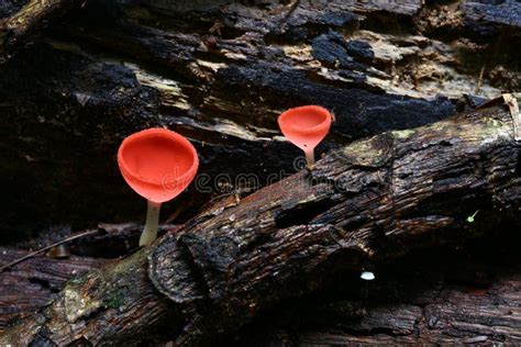 Pink Mushroom Cookeina Sulcipes In Tropical Forest Stock Image Image