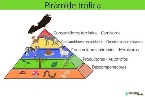 CONSUMIDORES TERCIARIOS qué son y ejemplos Resumen