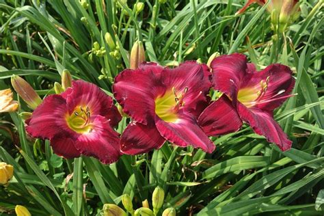 Daylily Hemerocallis Kabuki Ballet In The Daylilies Database