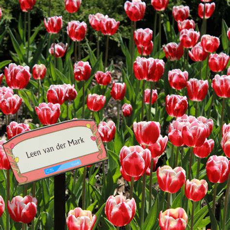 Tulip Triumph Leen Van Der Mark Buy Tulip Triumph Leen Van Der Mark