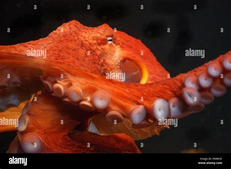 Pulpo Gigante Del Pacifico Fotograf As E Im Genes De Alta Resoluci N