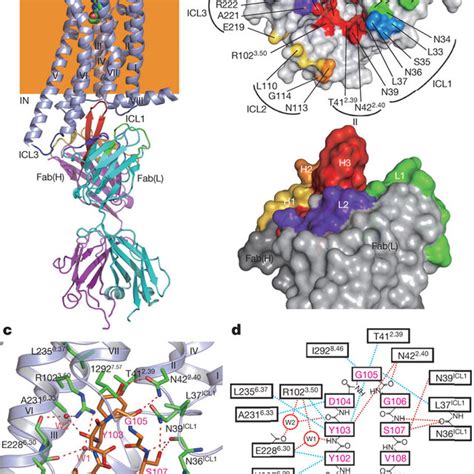 Structure Of The A2aarfab2838 Complex A Overall Structure Viewed