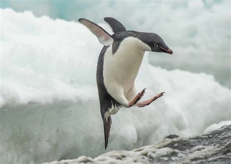 types  penguins        animals
