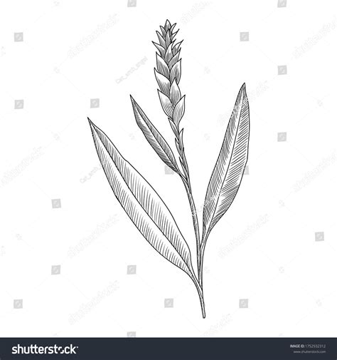 Vector Drawing Ginger Plant Zingiber Officinale Stock Vector Royalty