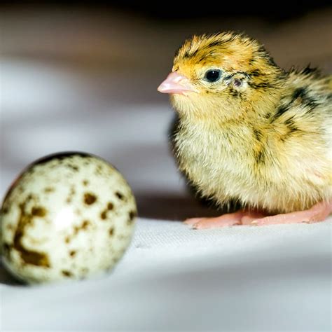 24 Fertile Quail Eggs Grocery And Gourmet Food