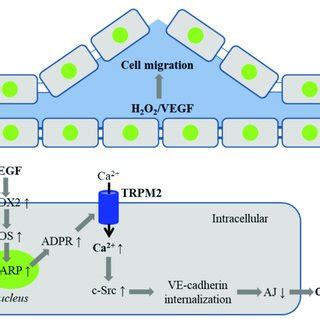 Trpm Mediated Ca Signaling In Vegf Induced Endothelial Cell