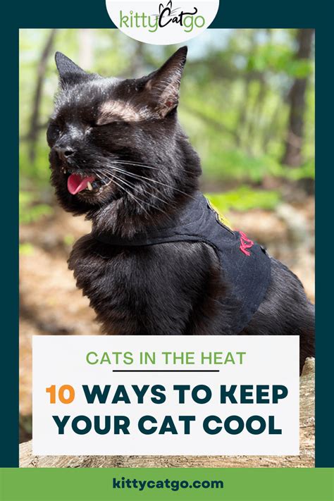 Cats In The Heat 10 Ways To Keep Your Cat Cool • Kittycatgo