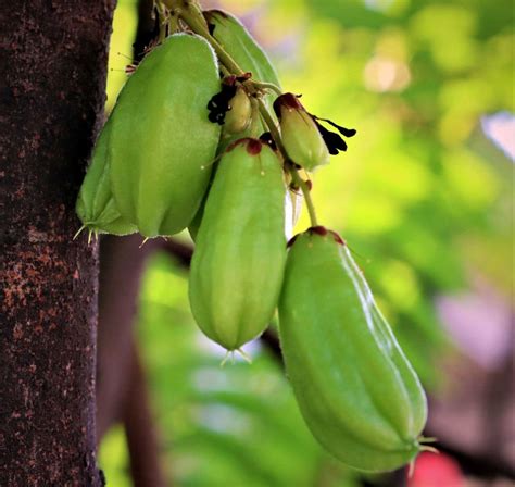 13 Fakta Belimbing Wuluh Buah Kecut Kesukaan Siapa Nih