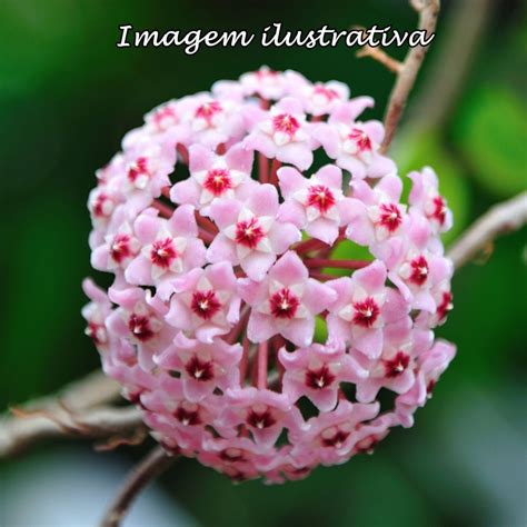 Flor De Cera Variegata Hoya Carnosa Krimsom Queen Elo