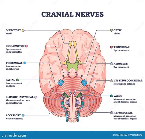 Cranial Nerves Pairs With Anatomical Sensory Functions In Outline