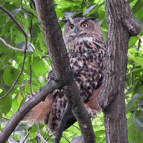 Manhattan Bird Alert On Twitter Flaco The Eurasian Eagle Owl