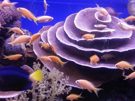 Led Aquarium Lighting Blog Orphek Eilat Public Aquarium Israel