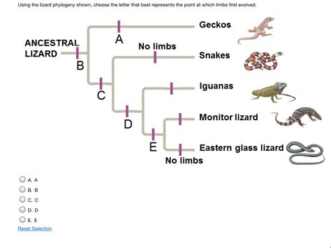 Solved Using The Lizard Phylogeny Shown Choose The Letter