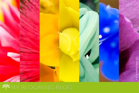 Rainbows | Floating Petals Blooming Blog and Floral Photography