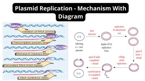 Plasmid Replication - Mechanism With Diagram - Biology Notes Online