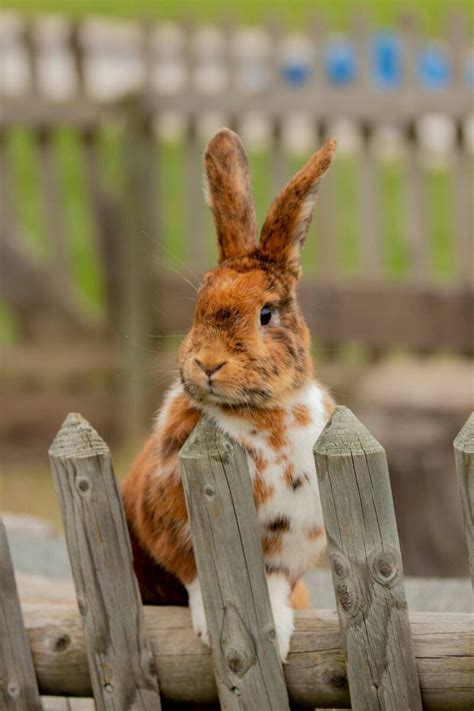 Leden Des Pattounes Boutique En Ligne Pour Lapins Et Rongeurs