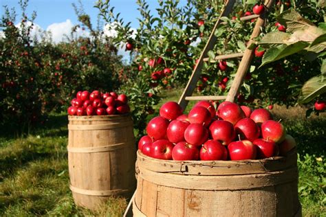 Where To Go Apple Picking In Northern Virginia