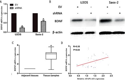 Figure 1 From Long Noncoding Rna Afap1 As1 Promoted Osteosarcoma Proliferation And Invasion Via