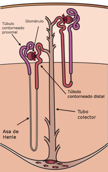 La nefrona estructura y función La guía de Biología