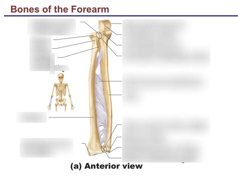 Ch Bone Of Forearm Posterior Diagram Quizlet