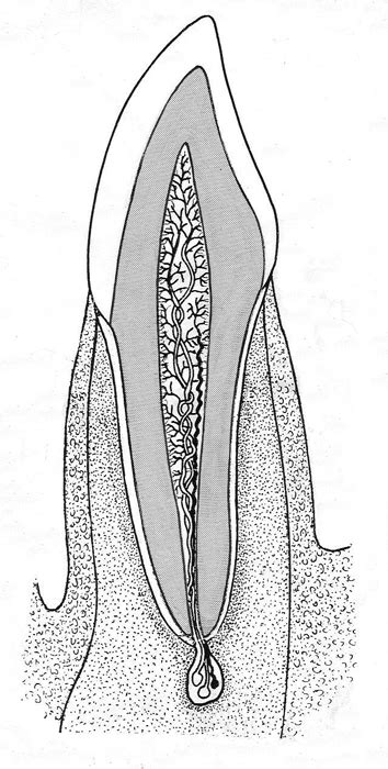 Human incisor: vertical section through tooth | Biological drawings of ...