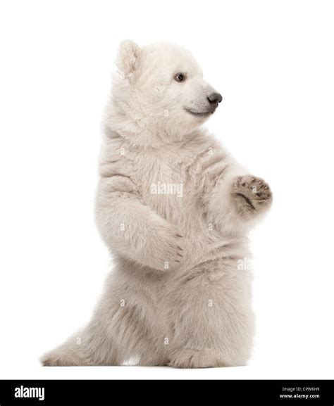 Polar bear hind legs Cut Out Stock Images & Pictures - Alamy