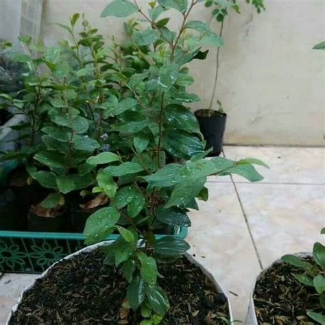 Jual Pohon Bidara Arab Tanaman Bidara Arab Tanaman Hias Bidara Arab